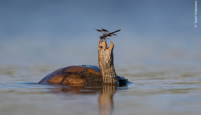 The Happy Turtle by wildlife photographer Tzahi Finkelstein. — Natural History Museum