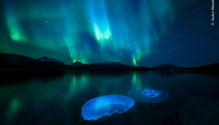 Aurora Jellies by wildlife photographer Audun Rikardsen. — Natural History Museum