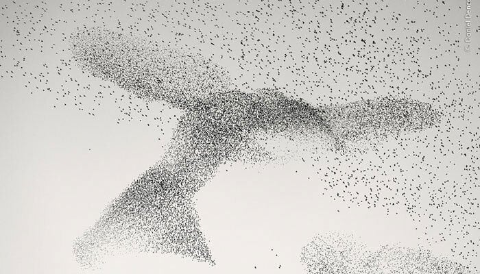 Starling Murmuration by wildlife photographer Daniel Dencescu. — Natural History Museum