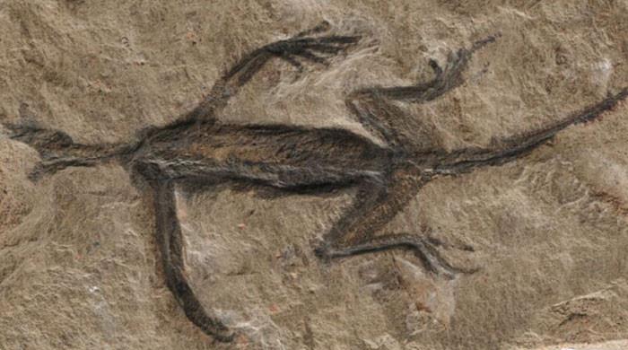 280m years’ old lizard fossil declared historic hoax — Who painted the picture?