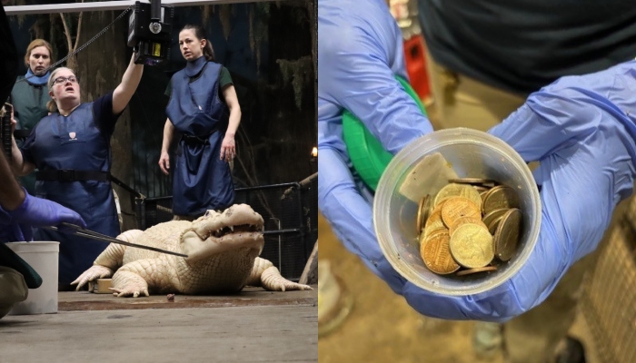 Thibodaux going through surgical treatment and the coins are drawn out from him.-- Facebook/@Omahas Henry Doorly Zoo and Aquarium