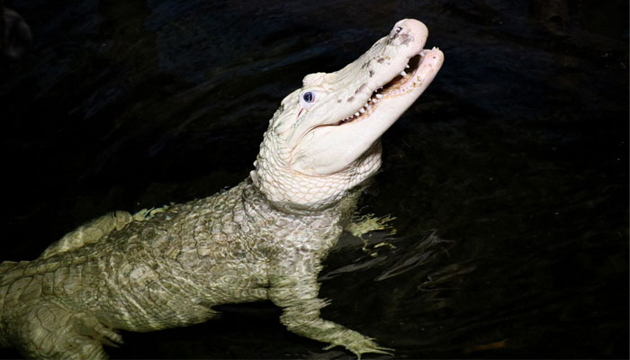 Picture of Thibodaux an uncommon 36-year-old leucistic alligator with transparent white skin and blue eyes at Henry Doorly Zoo and Aquarium.-- Facebook/@Omahas Henry Doorly Zoo and Aquarium