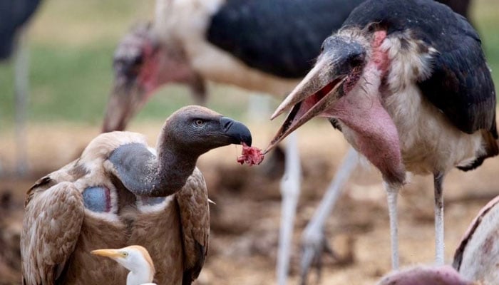 the image shows two vultures sharing food. — X/@WeLoveVultures