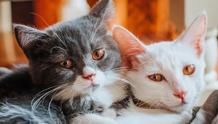 The image shows two cats looking at the camera. — Unsplash