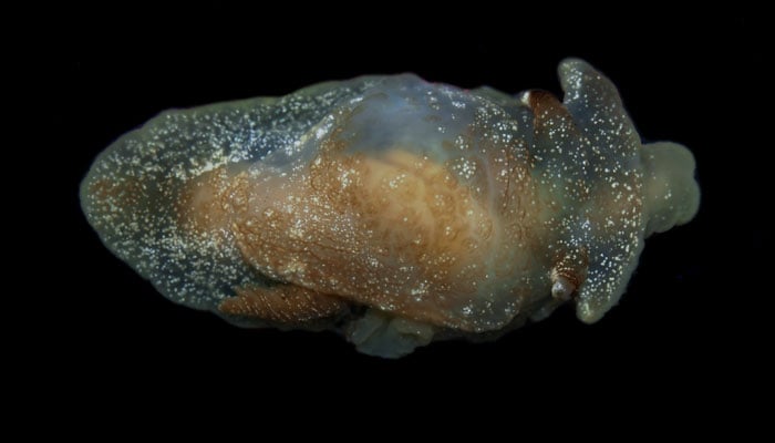 Pleurobranchaea Britannica, the new species of sea slug. — Sky News via CEFAS/File