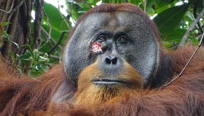Orangutan in the wild applied medicinal plant to heal its own injury. — NPR/File