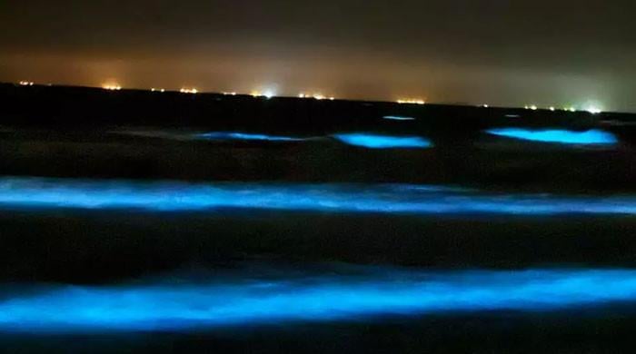 VIDEO: Karachi's sea glows electric blue due to bioluminescence