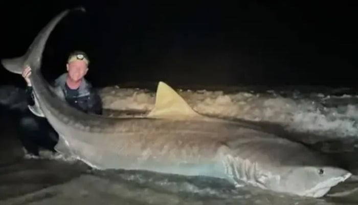Local fishermen reel in whopping 12-foot long Tiger shark in Jacksonville Beach waters. — Fox News via Owen Prior/File