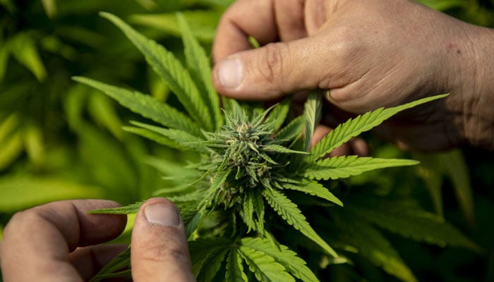 Study reveals surge in daily cannabis use across United States. — AFP File