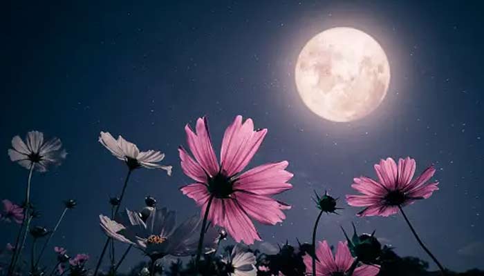 Flower Moon to impact important zodiac signs. — Unsplash/File