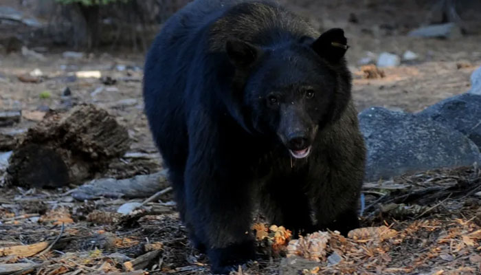 A black bear scavenges for food in California, on October 10, 2009. — AFP/File
