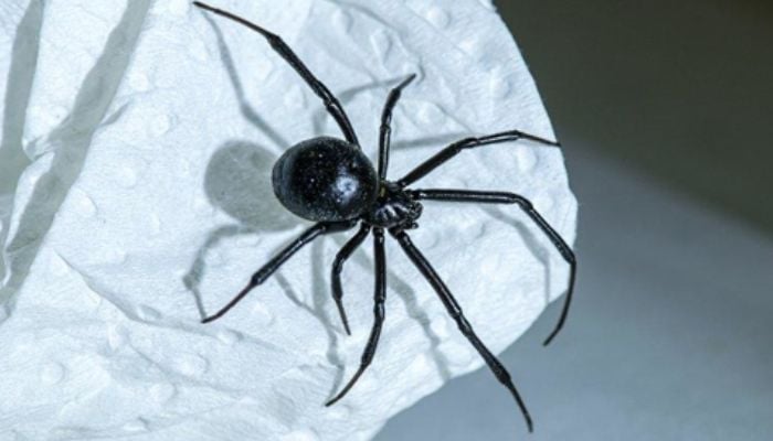 Worlds deadliest spider to invade US. — ProSite/File