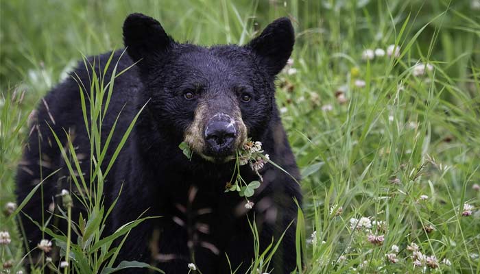 Black bear meat infects six people with deadly brainworms. — Unsplash