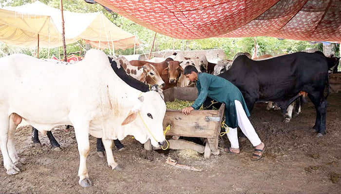 Vendors display sacrificial animals in connection with upcoming Eid al-Adha at Jhang mor Cattle Market in Sargodha on June 6, 2024. — APP