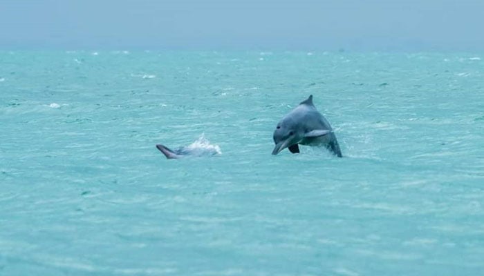 Indo-Pacific humpback dolphin. — WWF-P