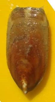 Lamp shell (Lingula anatina) now extinct in Karachi. — WWF-P
