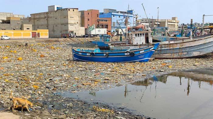 World Oceans Day 2024: Marine life off Karachi coast endangered by human activities