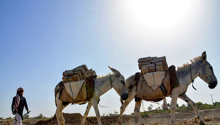 A labourer walks with his donkeys at a brick kiln on a hot summer day in Jaffarabad, in Balochistan province on May 30, 2024. — AFP