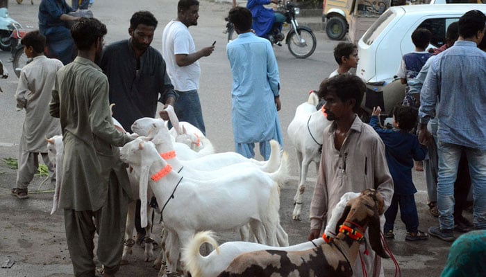 Vendors display sacrificial animals in connection with upcoming Eid al-Adha near Mazar-e-Quaid in Karachi on June 4, 2024. — APP