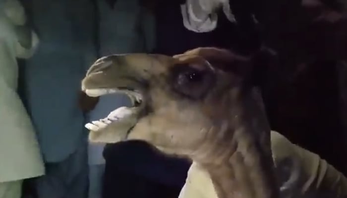 The picture shows camel in pain after being tortured by landlord in Sanghar. — Screengrab/Geo News