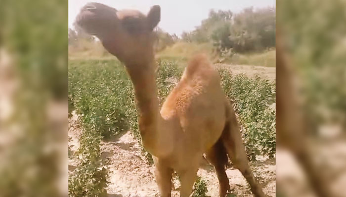 The camel whose leg was amputated by a landlord in Sanghar in this image released on June 15, 2024. — X/@Menghwar_Rawal