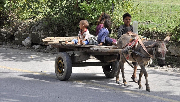 Gypsy children on the donkey cart heading towards their destination in Islamabad on October 3, 2023. — APP