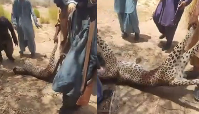 Locals in Dera Bugti carry dead leopard after killing it in these stills taken from a video. — Screengrab/Reporter