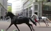 Military Horses Run Loose On London's Streets For Second Time
