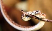 In A Counterattack, Man Kills Snake After Biting It Back Twice 
