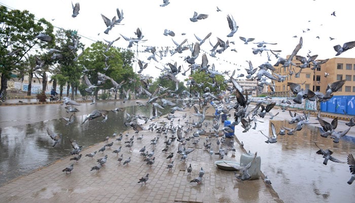 A flock of pigeons flying as Karachi received moderate rains on April 14, 2024. — APP