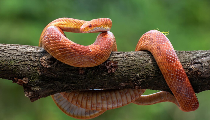 Red corn snake wrapped around a tree branch. — Freepik