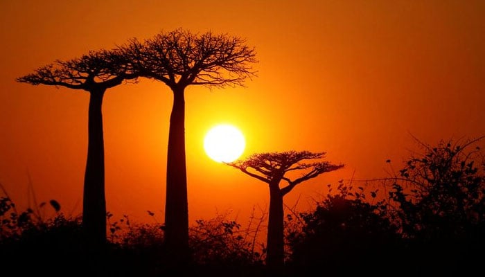 The sun rises behind Baobab trees at Baobab alley near the city of Morondava, Madagascar on August 30, 2019. — Reuters