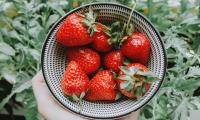 New study links daily strawberry consumption to improved heart health