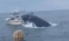 Boat capsized by breaching whale, two fall overboard