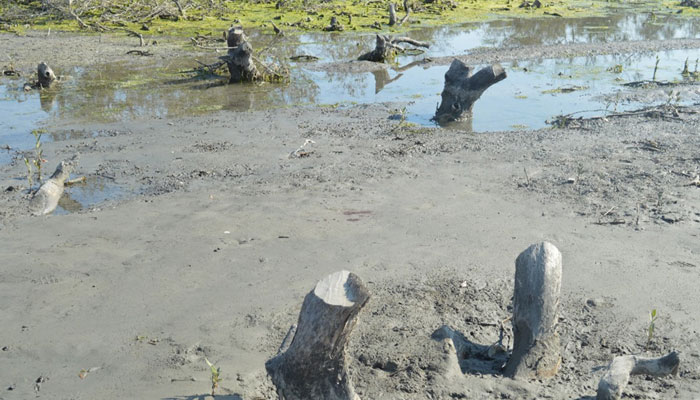 Mangrove forests are seen cut off at Port Qasim in Pakistans southern Karachi city in the picture shared by WWF on July 26, 2024. — WWF