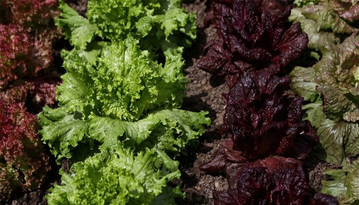 A variety of lettuce at display. — Reuters/File