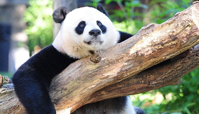 This representational image shows giant panda Mei Xiang resting in her enclosure at the National Zoo in Washington, DC. — AFP/File