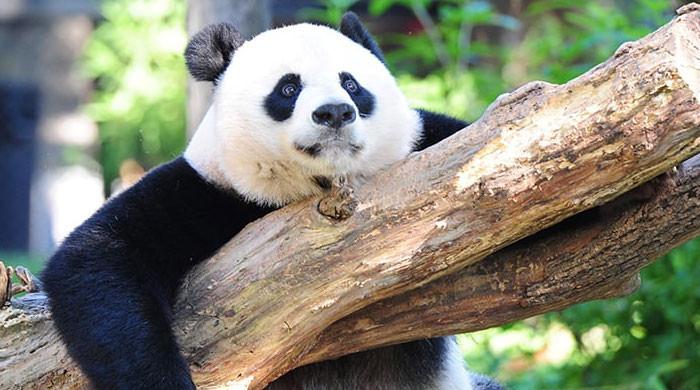 California zoo hosts show to welcome Chinese pandas