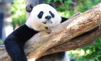 California zoo hosts show to welcome Chinese pandas