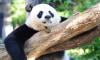 California zoo hosts show to welcome Chinese pandas