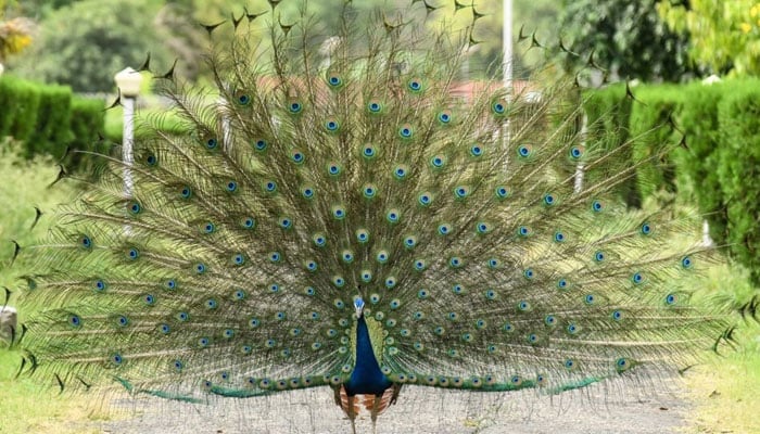 A peacock is pictured with his wings spread. — AFP/File