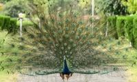 Indian Man Arrested For Making Peacock Curry For YouTube Views