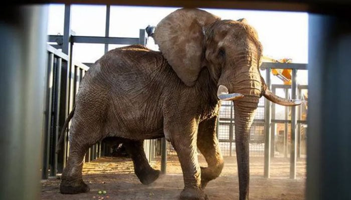 Charlie the elephant was captured from Zimbabwe aged two.— Four Paws/file