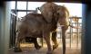 Charlie the Elephant freed after 40 years in a South African zoo