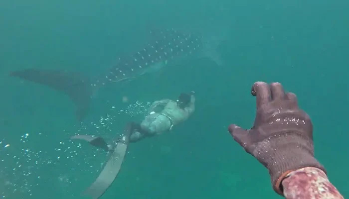 A man swims with a whale shark spotted near Charna Island, Karachi, on August 19, 2024 — Screengrab/Geo.tv