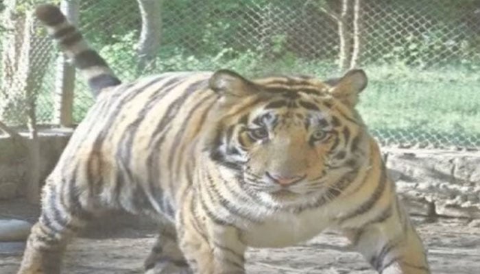 An undated image of Bengal tigress at Karachi Zoo. — Screengrab via YouTube/Geo News/File