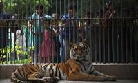 Bengal Tigress At Karachi Zoo Breathes Its Last