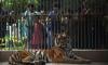 Bengal tigress at Karachi Zoo breathes its last