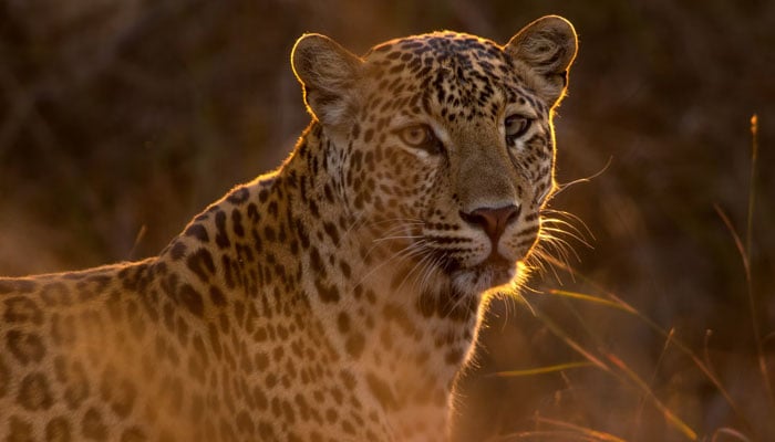 A representational image of a leopard. — Unsplash