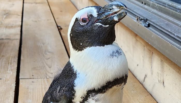 The fugitive penguin, Pen-chan who ran away and spent two weeks away from home. — AFP/File